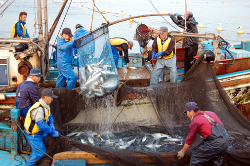 Himi buri fishing, shiraebi