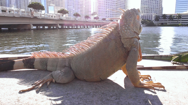 Iguana at Brickell Key entrance, Miami